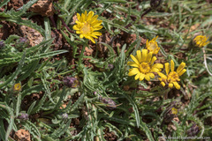 Pyrrocoma apargioides