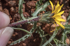 Pyrrocoma apargioides