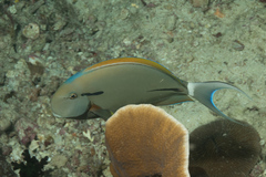 Acanthurus nigricauda