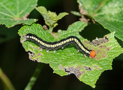 Rusicada combinans
