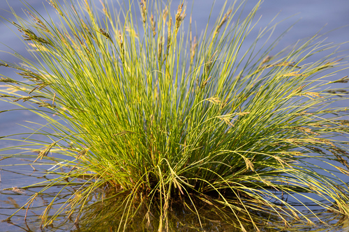 Carex lenticularis