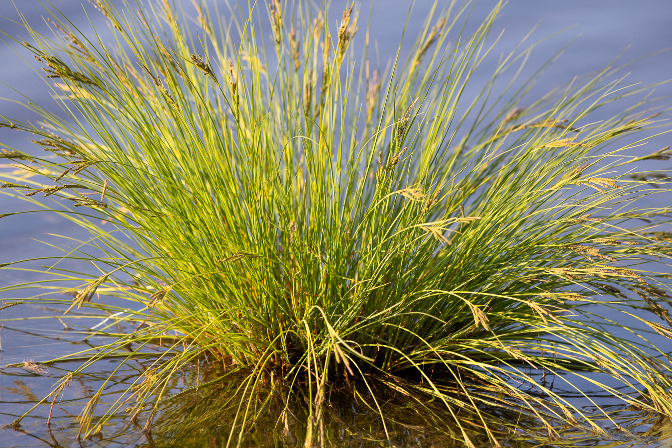 Carex lenticularis