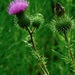 Bull Thistle - Photo (c) Michael J. Papay, some rights reserved (CC BY), uploaded by Michael J. Papay