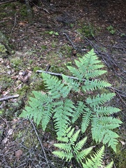 Pteridium aquilinum image