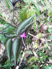 Tradescantia zebrina zebrina