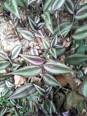 Tradescantia zebrina zebrina