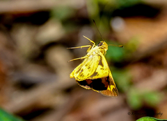 Oriens goloides