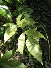 Tectaria polymorpha