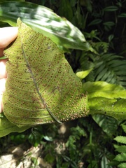 Tectaria polymorpha
