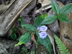 Rungia taiwanensis