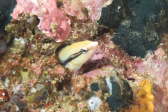 Aspidontus taeniatus