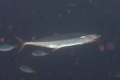 Scomberomorus commerson