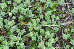 Pimelea carnosa