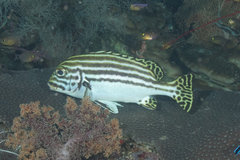 Plectorhinchus lessonii