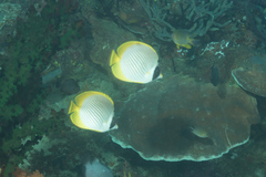 Chaetodon adiergastos