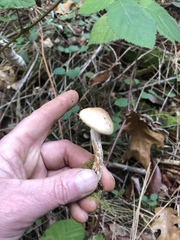 Clitocybe glacialis