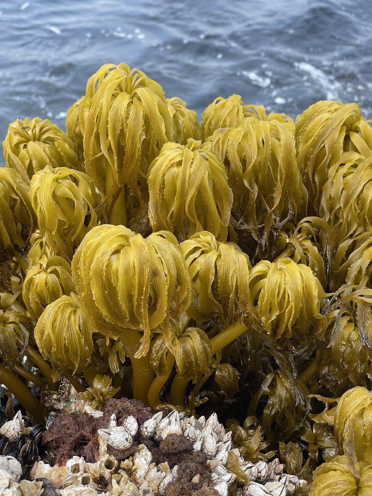 Laminariaceae