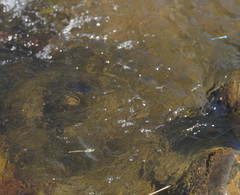 Notoaeschna sagittata