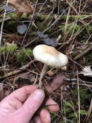 Clitocybe glacialis