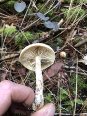 Clitocybe glacialis
