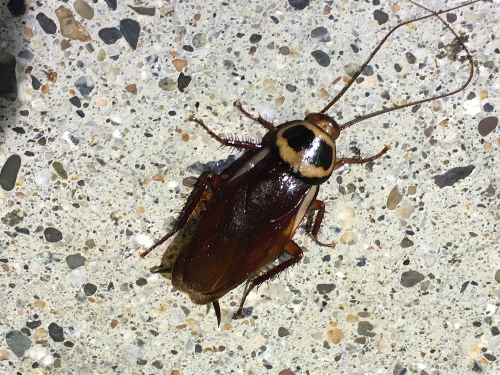 Australian Cockroach From California Academy Of Sciences San Francisco   Large 