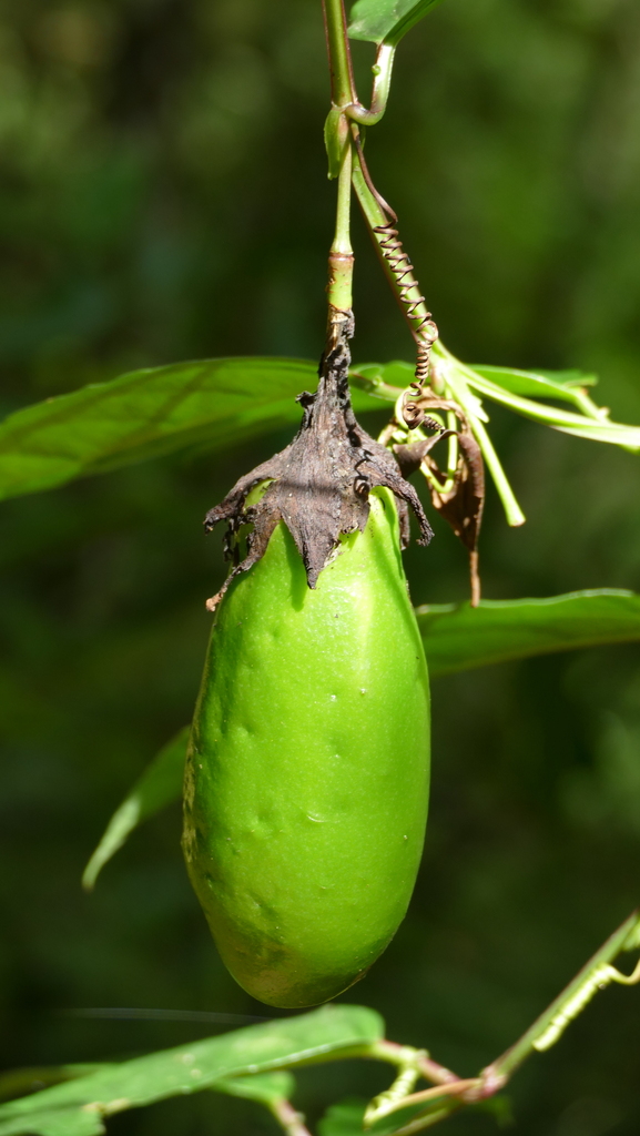 Passiflora odontophylla