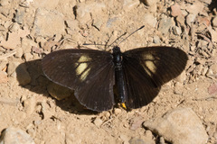 Altinote ozomene nox