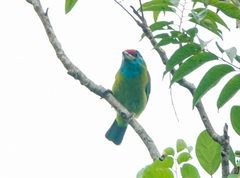 Psilopogon asiaticus