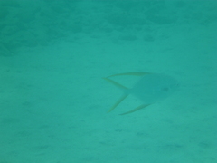 Trachinotus rhodopus