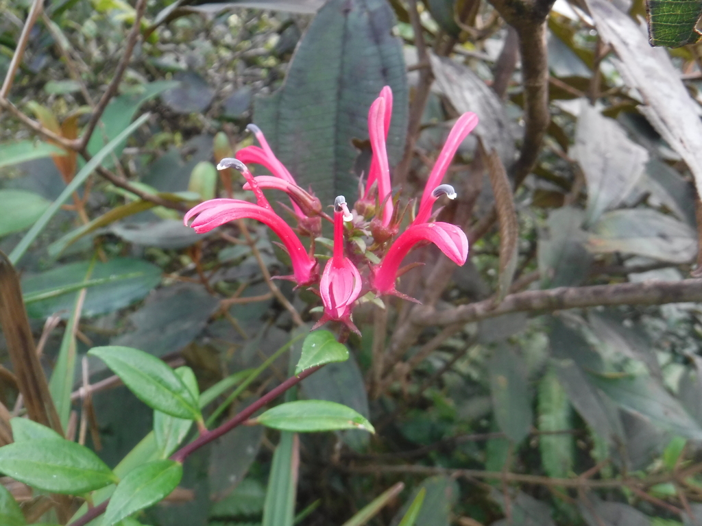 Tylomium