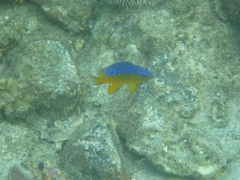 Stegastes flavilatus