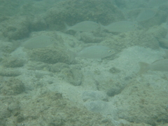 Haemulon maculicauda