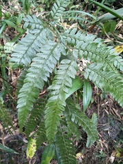 Arachniodes rhomboidea