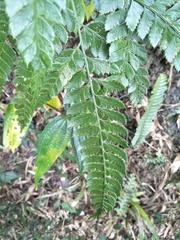 Arachniodes rhomboidea