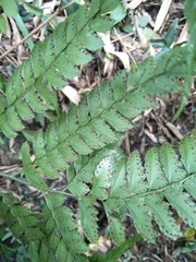 Arachniodes rhomboidea