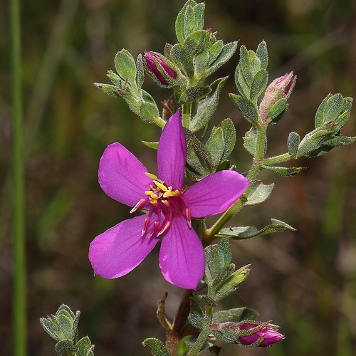 Microlicia fulva