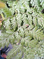 Davallia trichomanoides