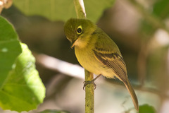 Empidonax flavescens