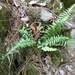 Graves' Spleenwort - Photo (c) theo_witsell, some rights reserved (CC BY-NC), uploaded by theo_witsell