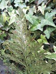 Davallia trichomanoides