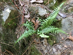 Asplenium × gravesii