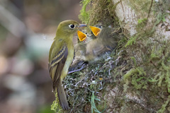 Empidonax flavescens