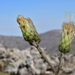 Wunderlichia senae - Photo (c) Joey Santore,  זכויות יוצרים חלקיות (CC BY-NC), הועלה על ידי Joey Santore
