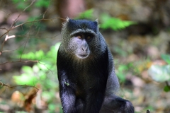 Cercopithecus mitis manyaraensis