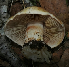 Cortinarius albofragrans