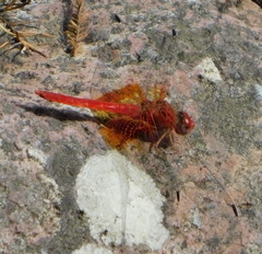 Dythemis maya