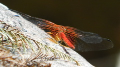 Dythemis maya