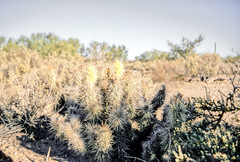 Grusonia kunzei