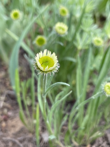 Erigeron eatonii var. villosus