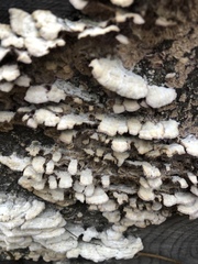 Trichaptum abietinum image
